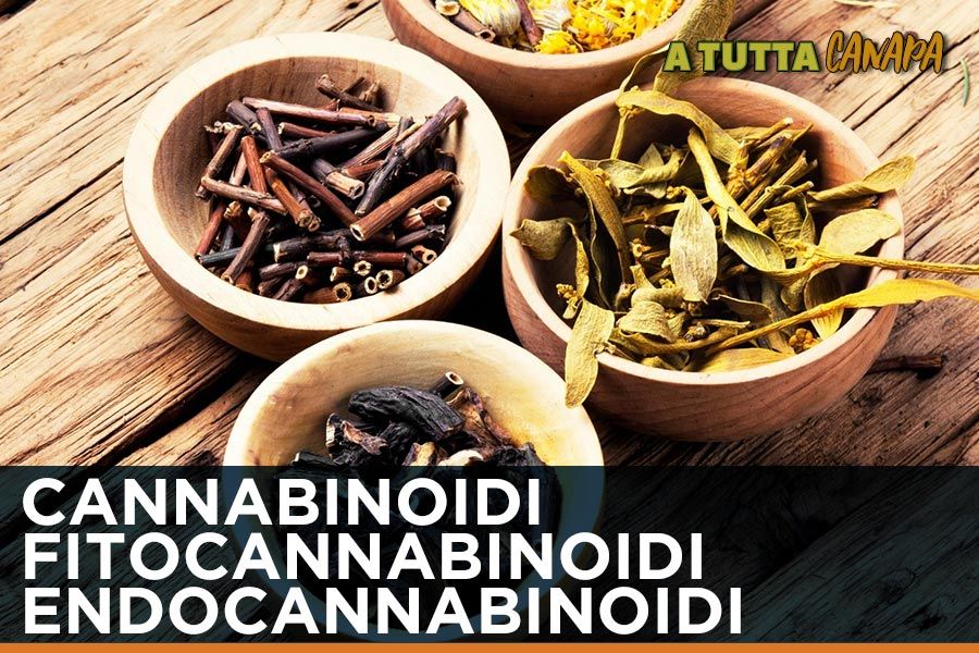 Cannabinoidi,-fitocannabinoidi-ed-endocannabinoidi